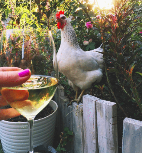 Drinking with Chickens
